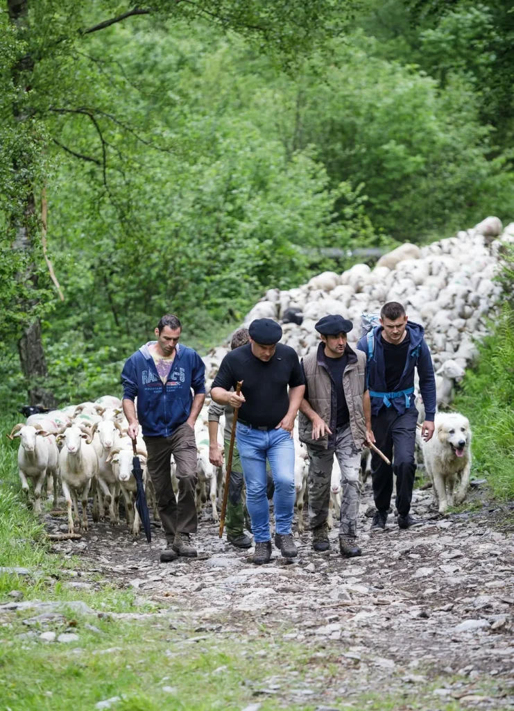 Eleveurs montant les troupeaux en estive dans les Pyrénées