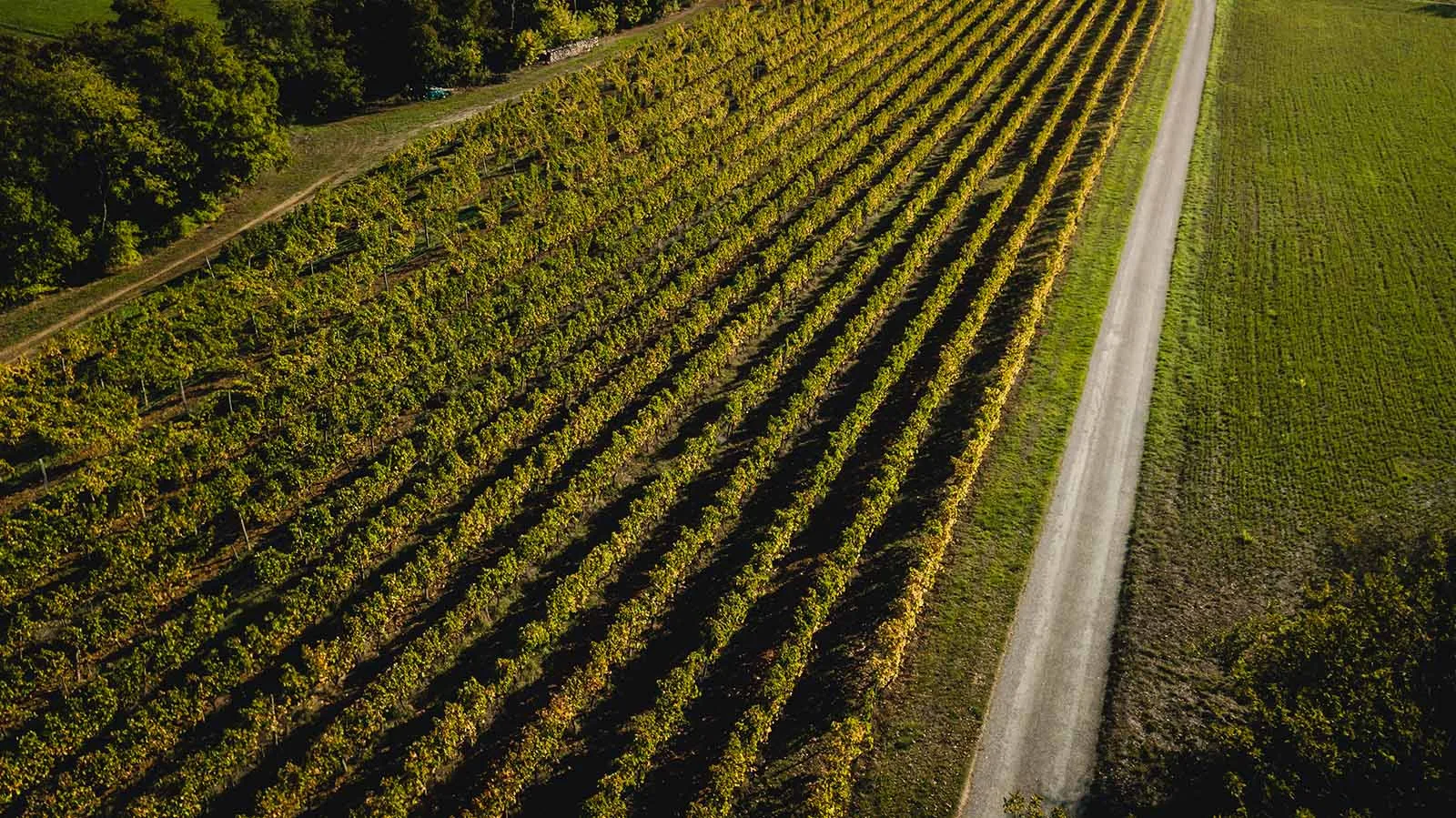 Vignes du Domaines des Coteaux d'Engravies