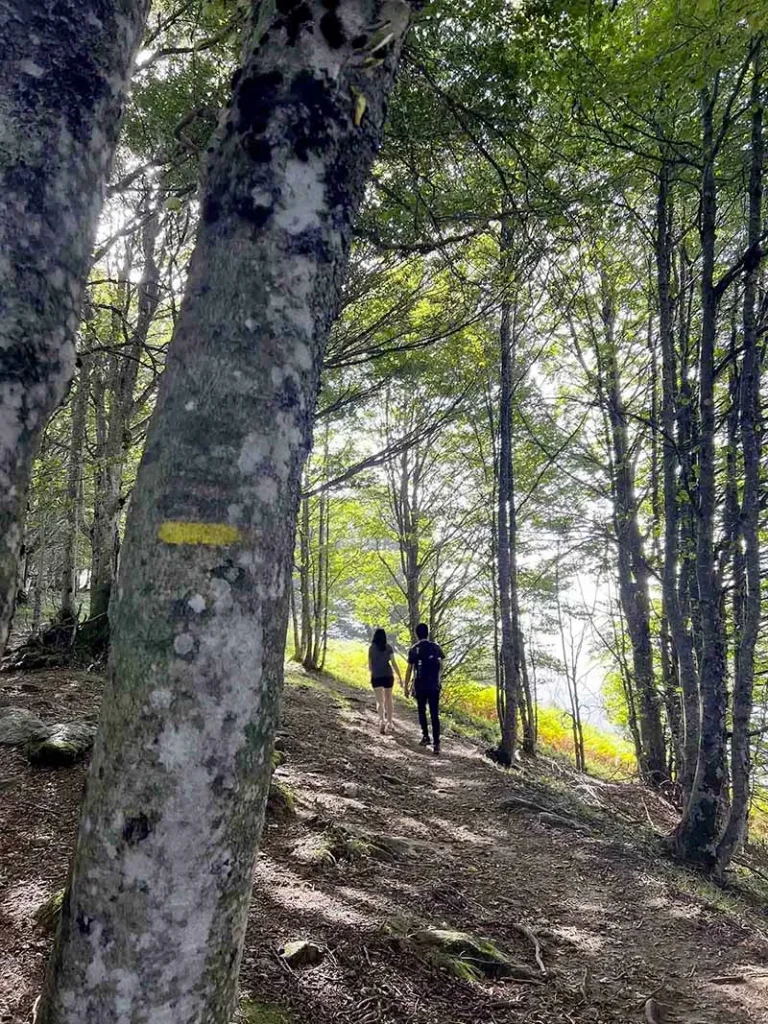 Randonneurs dans la forêt en montant au Cap du Carmil