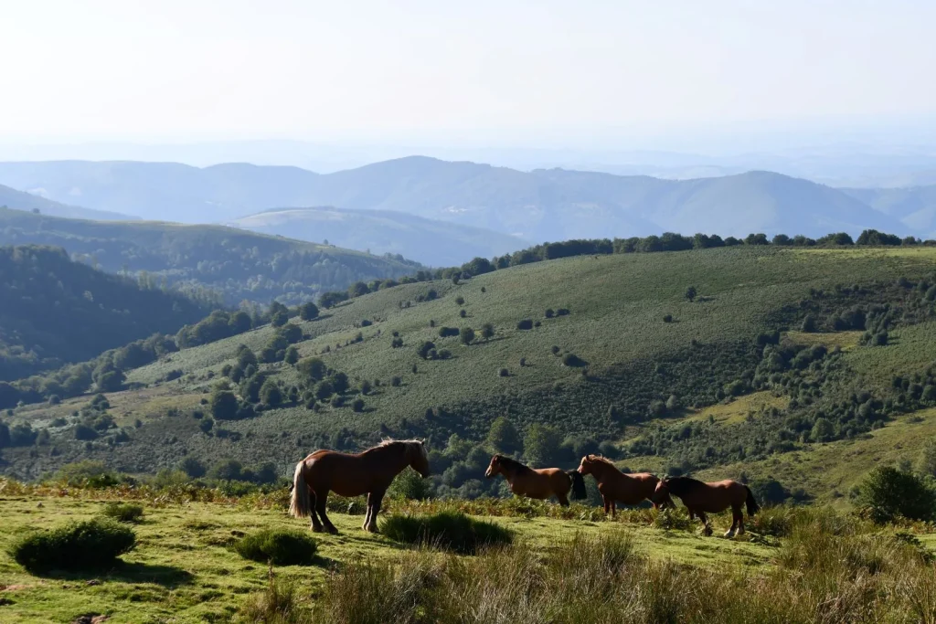 Chevaux prat d'albis