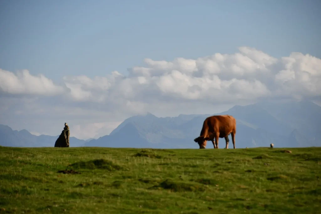 Vache Prat d'albis